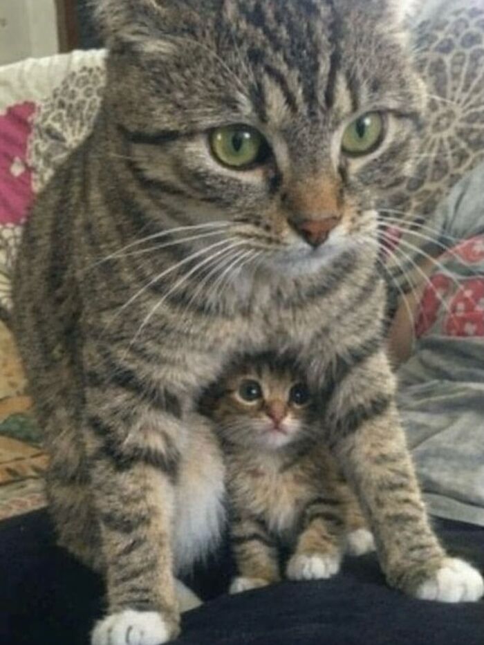 Let's Dive into 80 Hilarious Cat Pics That Perfectly Show Their Weird Side