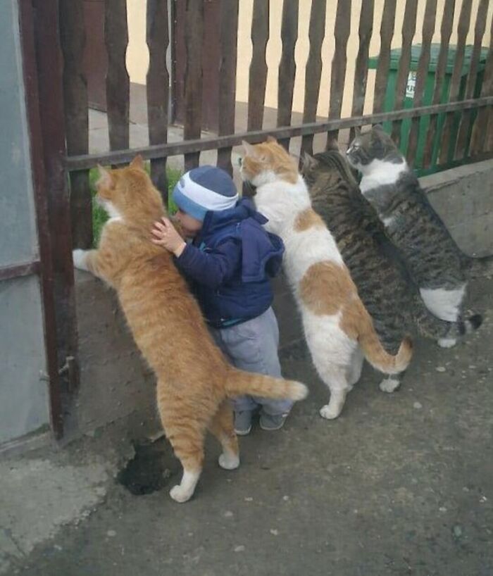 Let's Dive into 80 Hilarious Cat Pics That Perfectly Show Their Weird Side