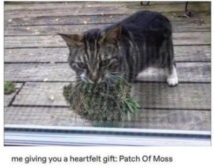 Let's Dive into 80 Hilarious Cat Pics That Perfectly Show Their Weird Side