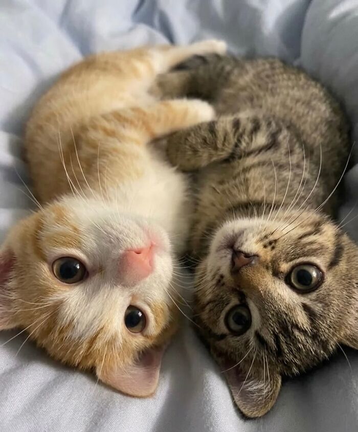 Let's Dive into 80 Hilarious Cat Pics That Perfectly Show Their Weird Side