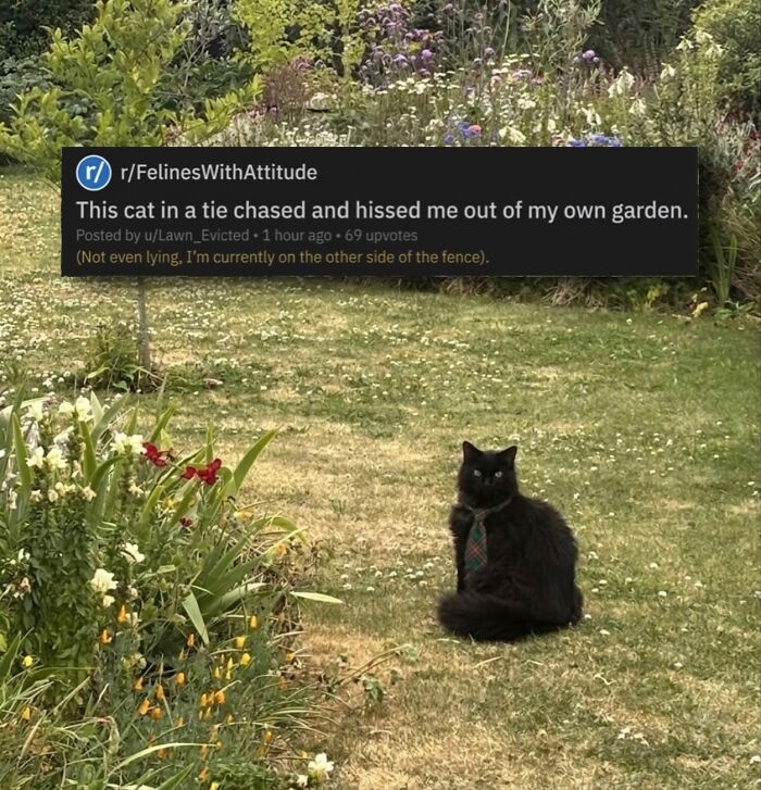 Let's Dive into 80 Hilarious Cat Pics That Perfectly Show Their Weird Side