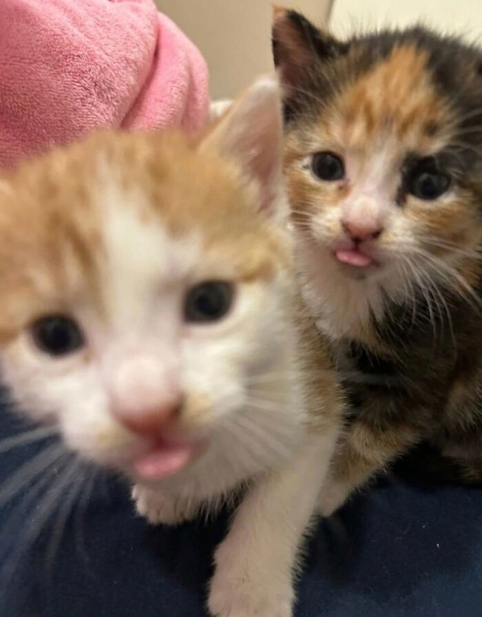 Let's Dive into 80 Hilarious Cat Pics That Perfectly Show Their Weird Side