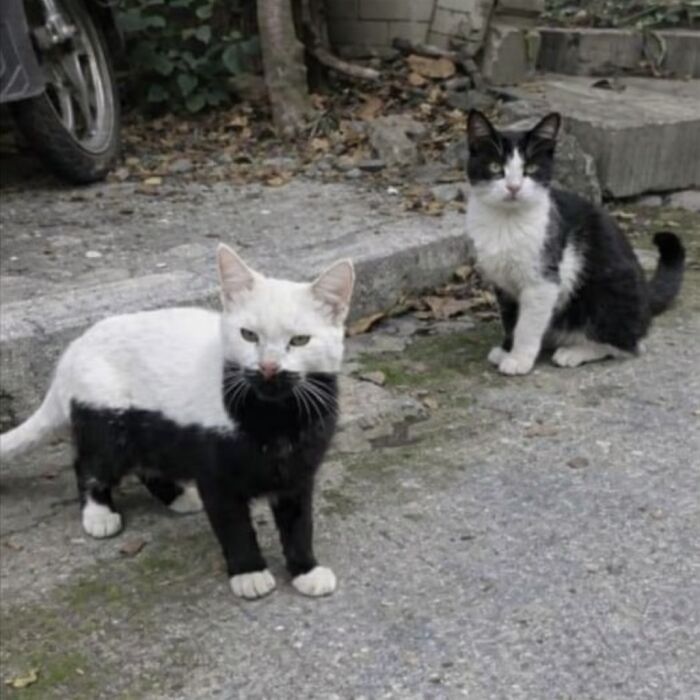 Let's Dive into 80 Hilarious Cat Pics That Perfectly Show Their Weird Side