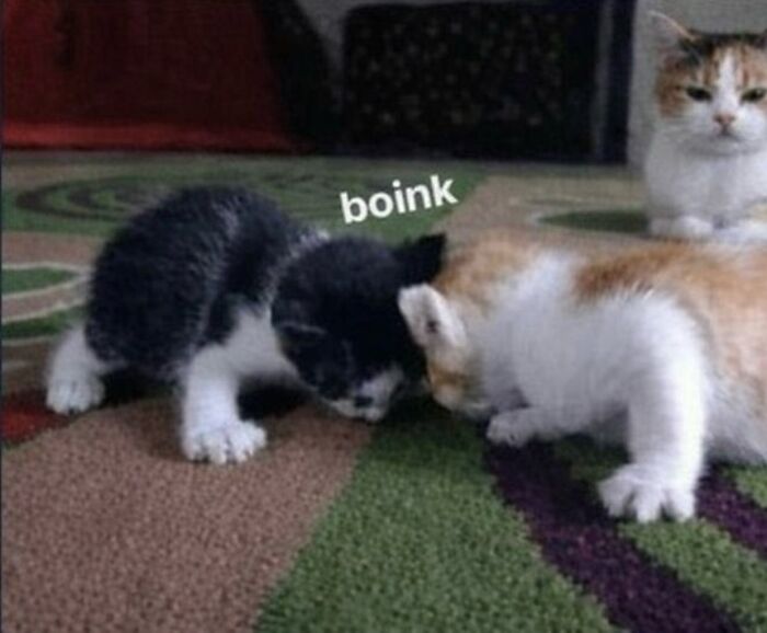 Let's Dive into 80 Hilarious Cat Pics That Perfectly Show Their Weird Side