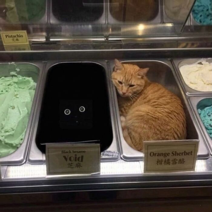 Let's Dive into 80 Hilarious Cat Pics That Perfectly Show Their Weird Side