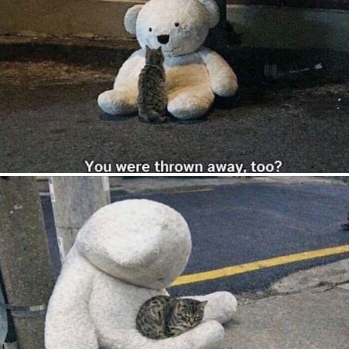 Let's Dive into 80 Hilarious Cat Pics That Perfectly Show Their Weird Side