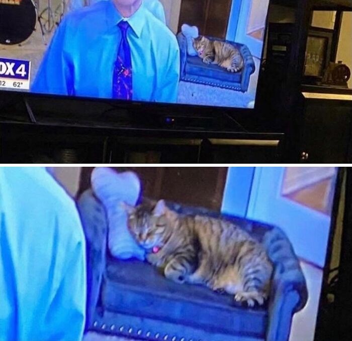 Let's Dive into 80 Hilarious Cat Pics That Perfectly Show Their Weird Side