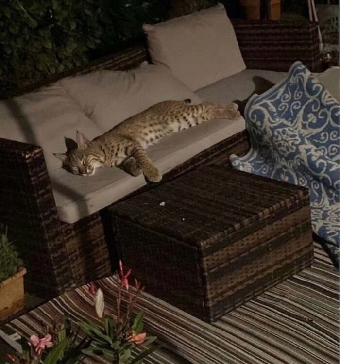 Let's Dive into 80 Hilarious Cat Pics That Perfectly Show Their Weird Side