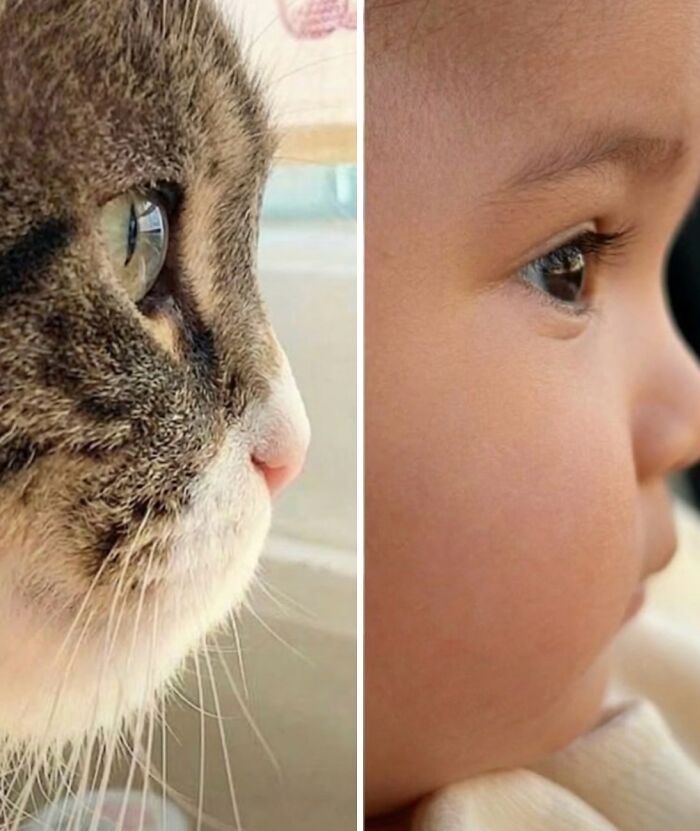 Let's Dive into 80 Hilarious Cat Pics That Perfectly Show Their Weird Side