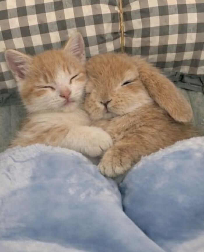 Let's Dive into 80 Hilarious Cat Pics That Perfectly Show Their Weird Side