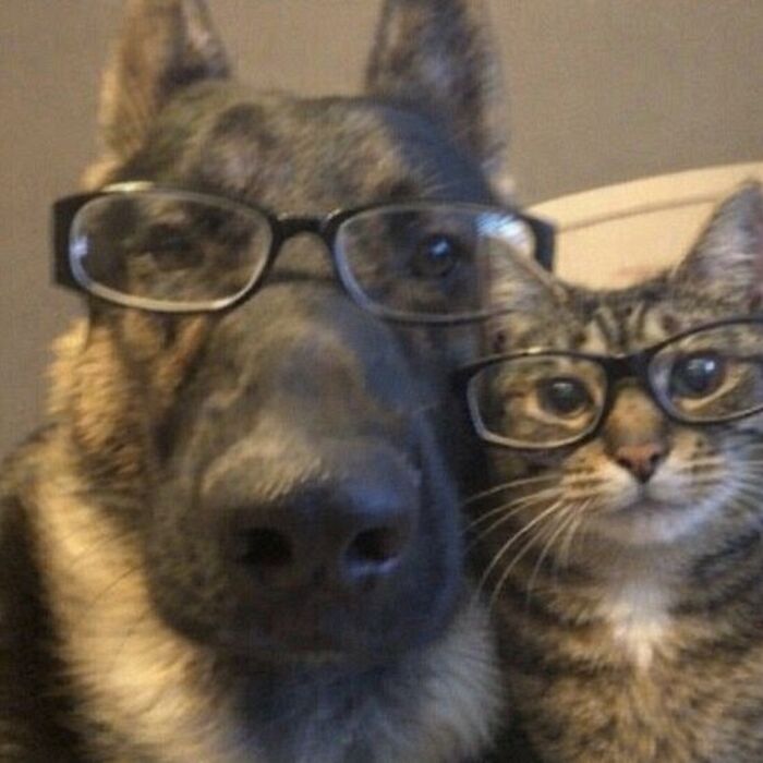 Let's Dive into 80 Hilarious Cat Pics That Perfectly Show Their Weird Side