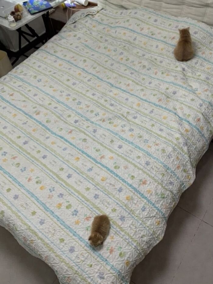 Let's Dive into 80 Hilarious Cat Pics That Perfectly Show Their Weird Side