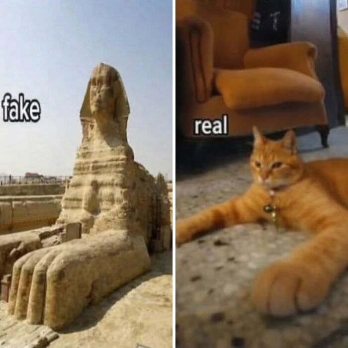 Let's Dive into 80 Hilarious Cat Pics That Perfectly Show Their Weird Side