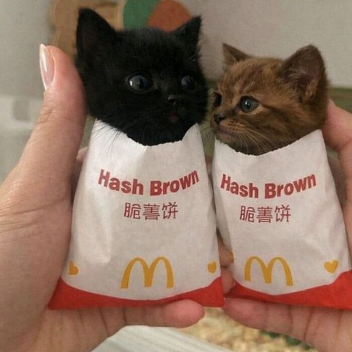 Let's Dive into 80 Hilarious Cat Pics That Perfectly Show Their Weird Side