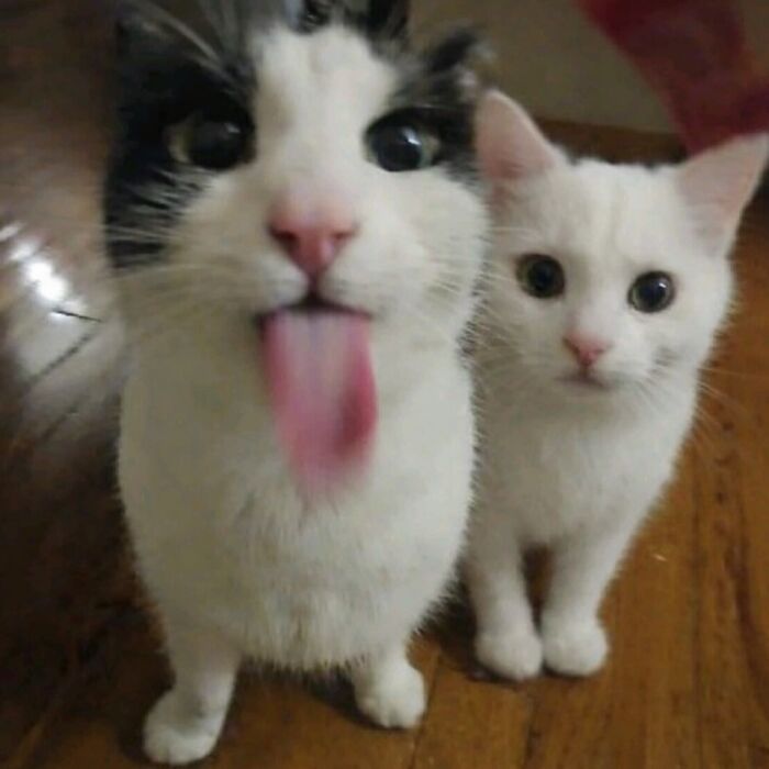 Let's Dive into 80 Hilarious Cat Pics That Perfectly Show Their Weird Side