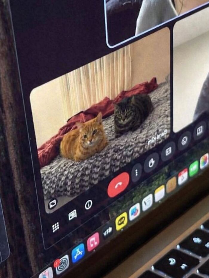 Let's Dive into 80 Hilarious Cat Pics That Perfectly Show Their Weird Side