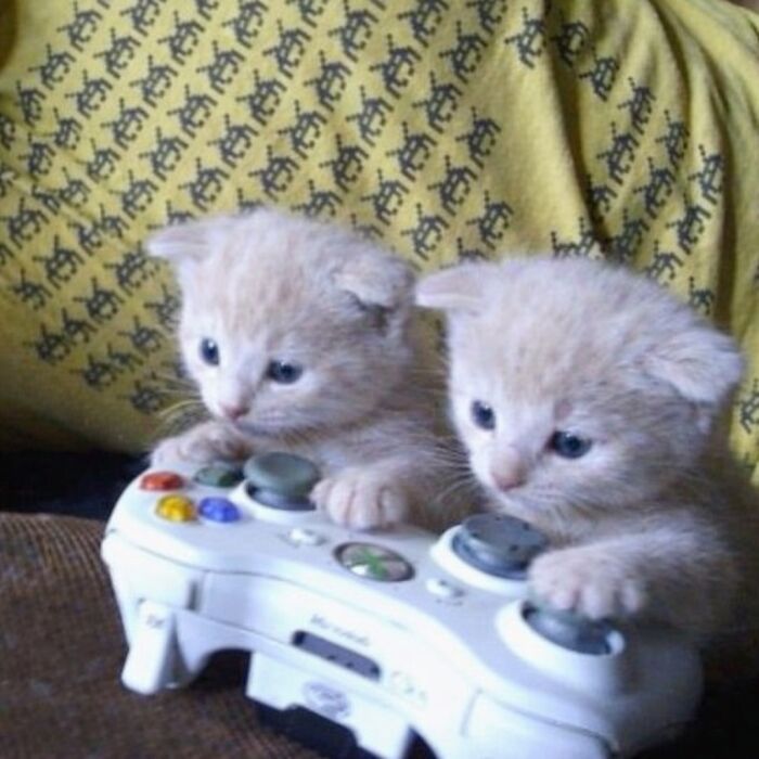 Let's Dive into 80 Hilarious Cat Pics That Perfectly Show Their Weird Side