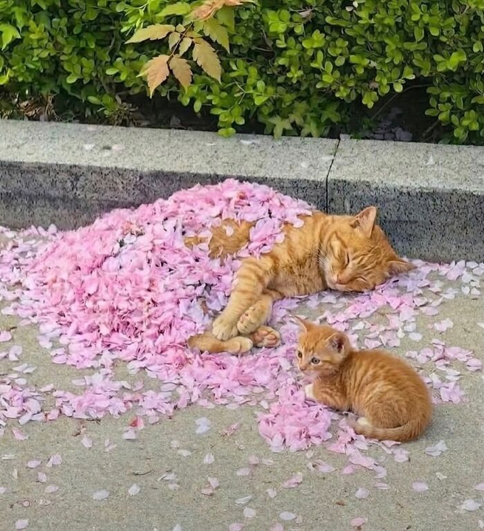 Let's Dive into 80 Hilarious Cat Pics That Perfectly Show Their Weird Side