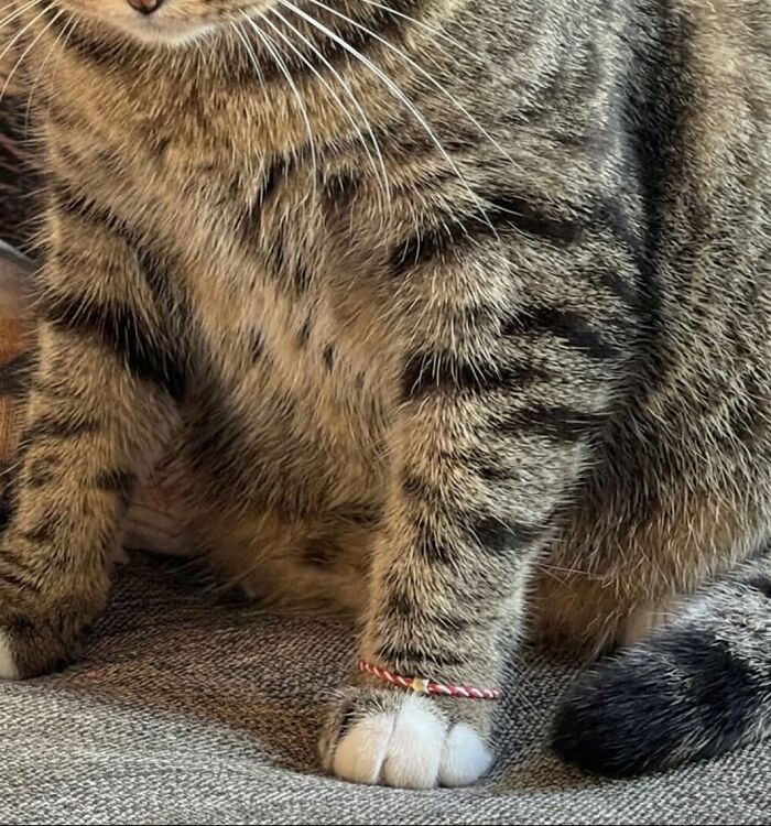 Let's Dive into 80 Hilarious Cat Pics That Perfectly Show Their Weird Side