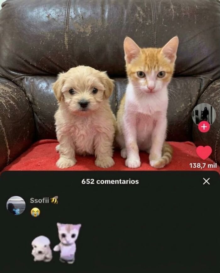 Let's Dive into 80 Hilarious Cat Pics That Perfectly Show Their Weird Side