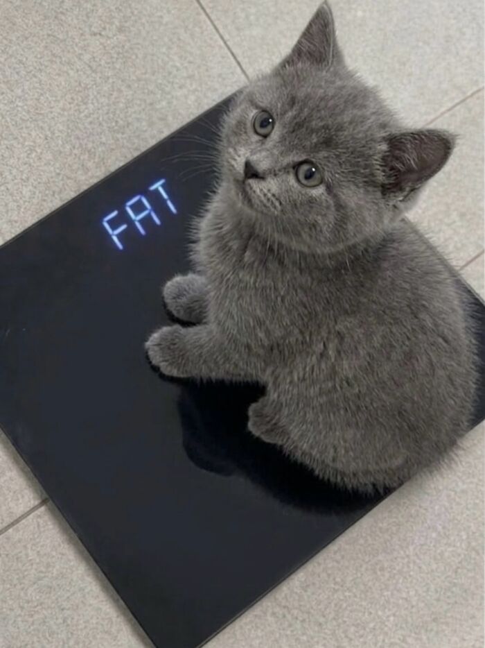 Let's Dive into 80 Hilarious Cat Pics That Perfectly Show Their Weird Side