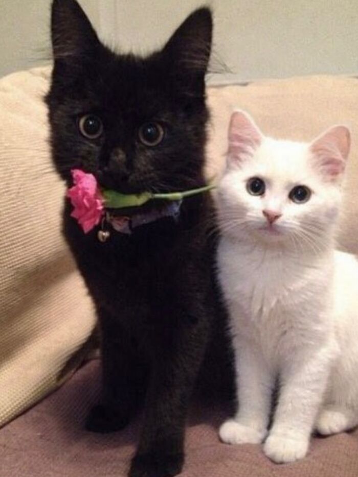 Let's Dive into 80 Hilarious Cat Pics That Perfectly Show Their Weird Side