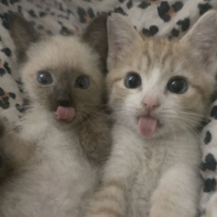 Let's Dive into 80 Hilarious Cat Pics That Perfectly Show Their Weird Side