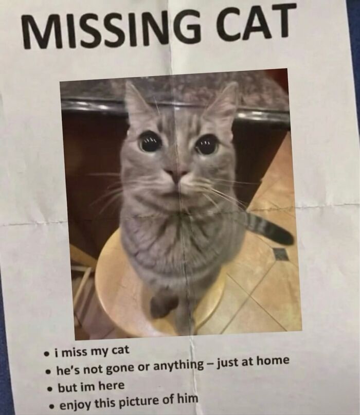 Let's Dive into 80 Hilarious Cat Pics That Perfectly Show Their Weird Side