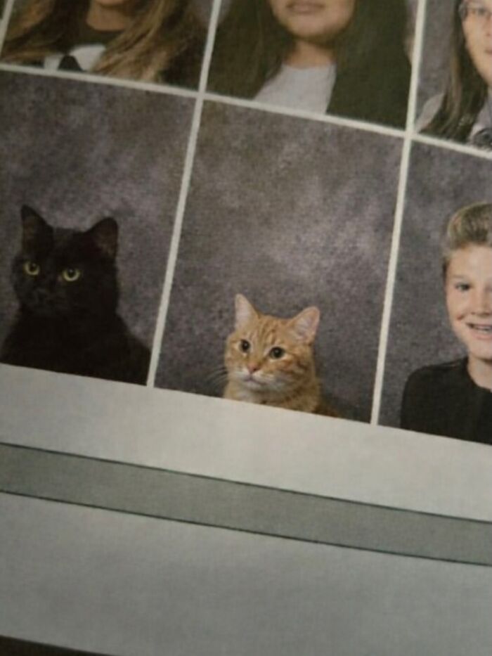 Let's Dive into 80 Hilarious Cat Pics That Perfectly Show Their Weird Side