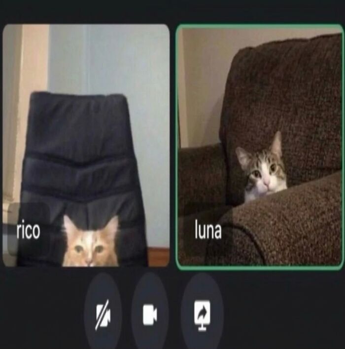 Let's Dive into 80 Hilarious Cat Pics That Perfectly Show Their Weird Side