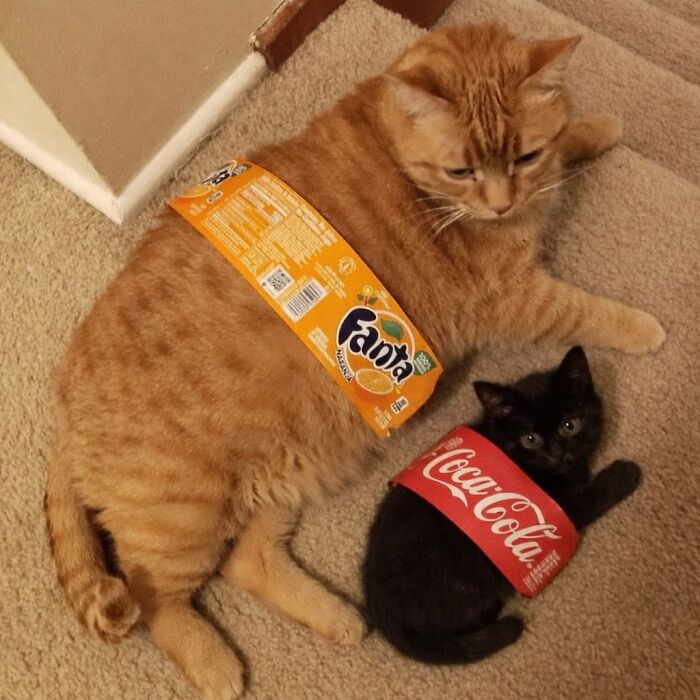 Let's Dive into 80 Hilarious Cat Pics That Perfectly Show Their Weird Side