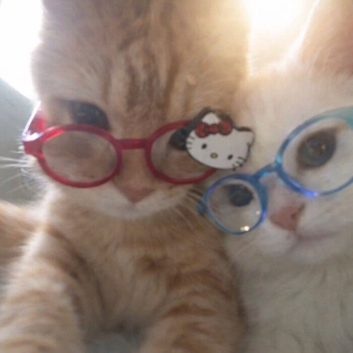 Let's Dive into 80 Hilarious Cat Pics That Perfectly Show Their Weird Side