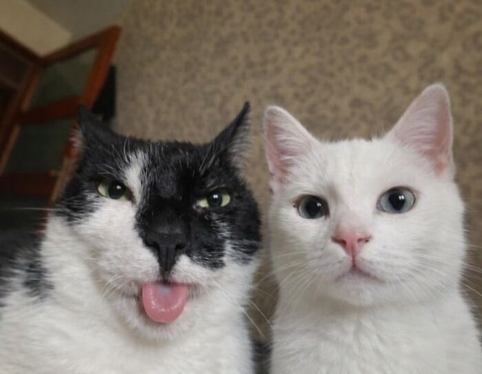 Let's Dive into 80 Hilarious Cat Pics That Perfectly Show Their Weird Side