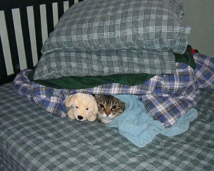 Let's Dive into 80 Hilarious Cat Pics That Perfectly Show Their Weird Side