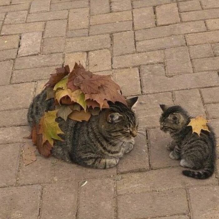 Let's Dive into 80 Hilarious Cat Pics That Perfectly Show Their Weird Side