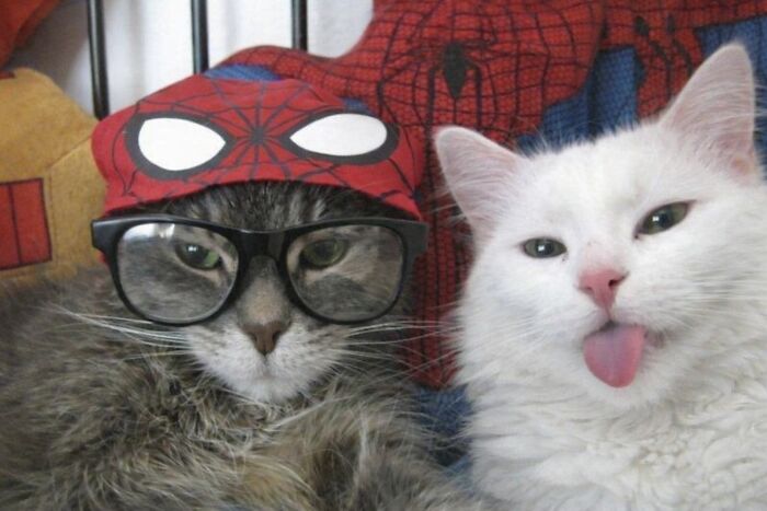 Let's Dive into 80 Hilarious Cat Pics That Perfectly Show Their Weird Side