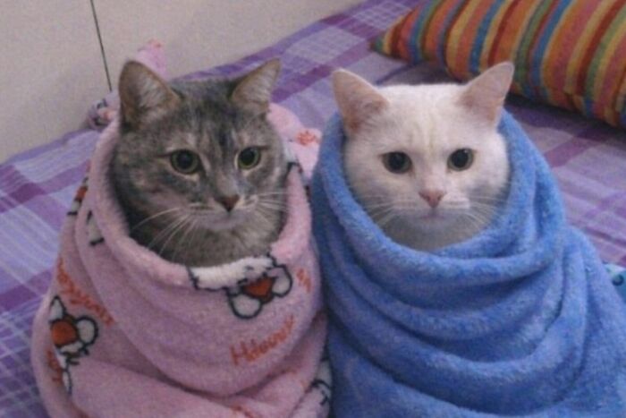 Let's Dive into 80 Hilarious Cat Pics That Perfectly Show Their Weird Side