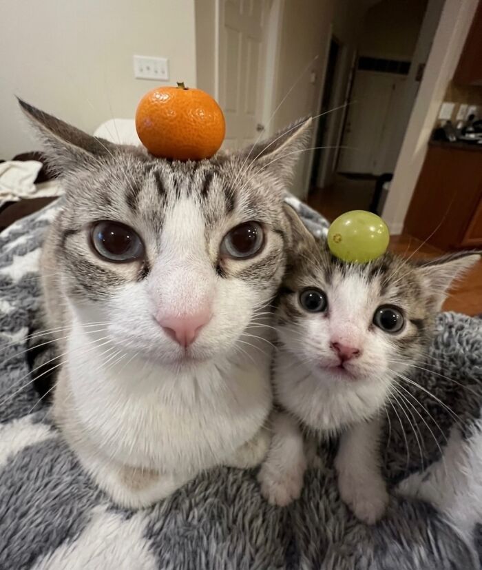 Let's Dive into 80 Hilarious Cat Pics That Perfectly Show Their Weird Side