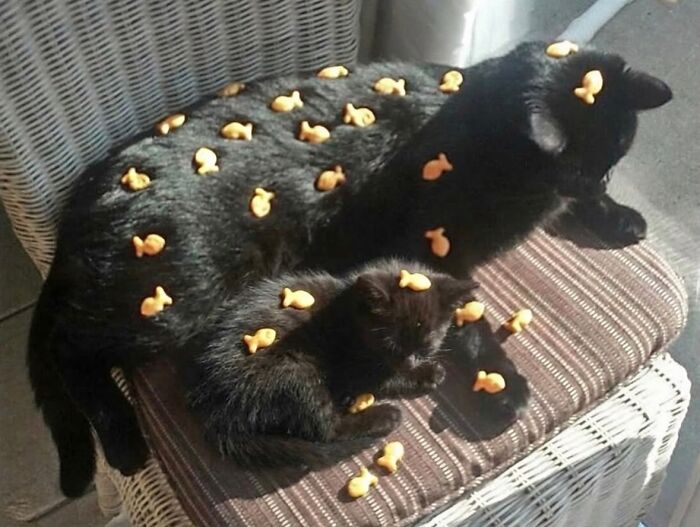 Let's Dive into 80 Hilarious Cat Pics That Perfectly Show Their Weird Side