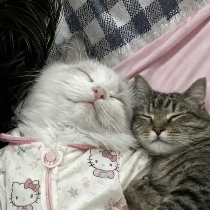 Let's Dive into 80 Hilarious Cat Pics That Perfectly Show Their Weird Side