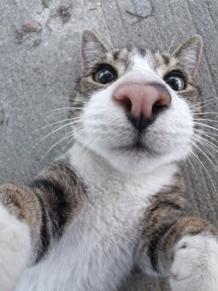 Let's Dive into 80 Hilarious Cat Pics That Perfectly Show Their Weird Side