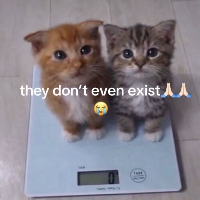 Let's Dive into 80 Hilarious Cat Pics That Perfectly Show Their Weird Side