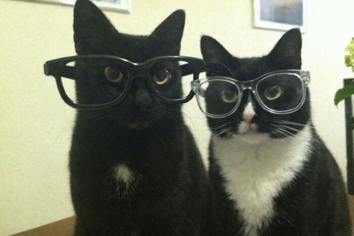Let's Dive into 80 Hilarious Cat Pics That Perfectly Show Their Weird Side
