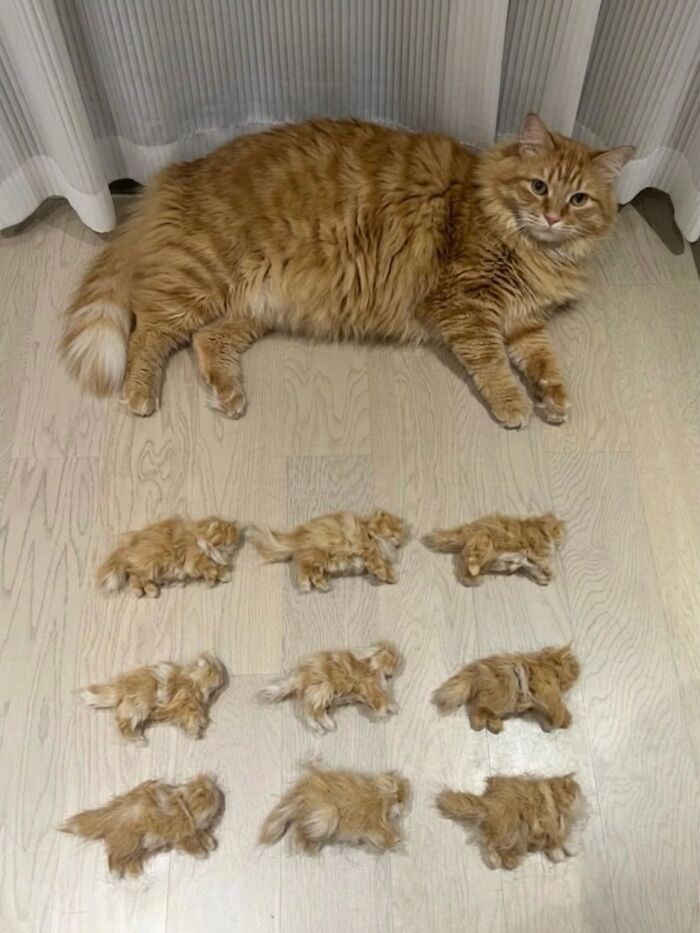 Let's Dive into 80 Hilarious Cat Pics That Perfectly Show Their Weird Side