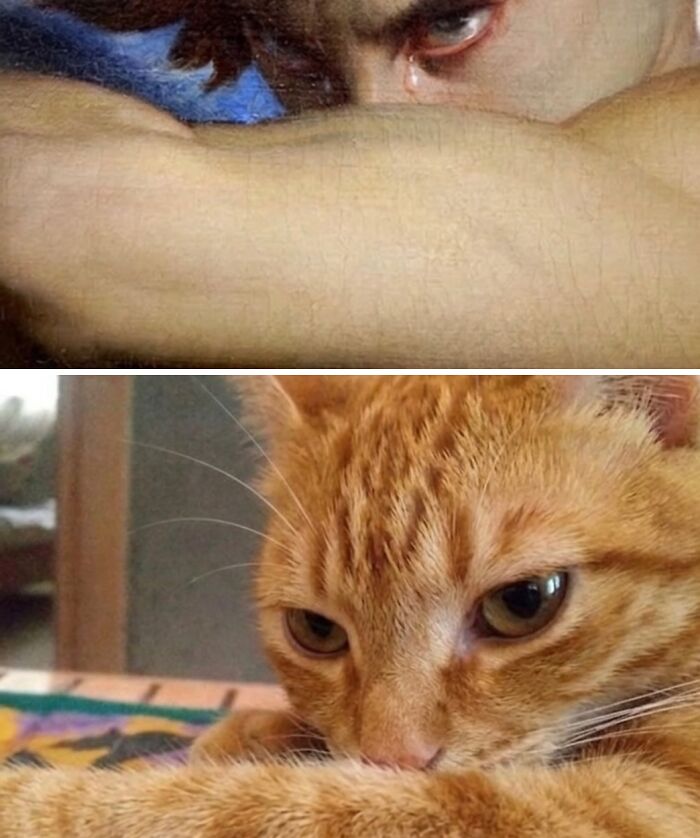 Let's Dive into 80 Hilarious Cat Pics That Perfectly Show Their Weird Side