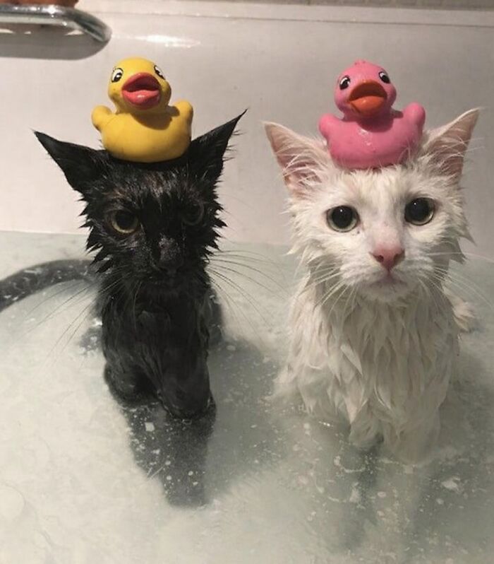 Let's Dive into 80 Hilarious Cat Pics That Perfectly Show Their Weird Side