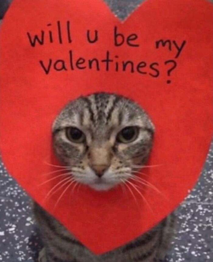 Let's Dive into 80 Hilarious Cat Pics That Perfectly Show Their Weird Side