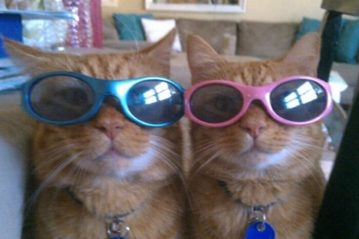 Let's Dive into 80 Hilarious Cat Pics That Perfectly Show Their Weird Side