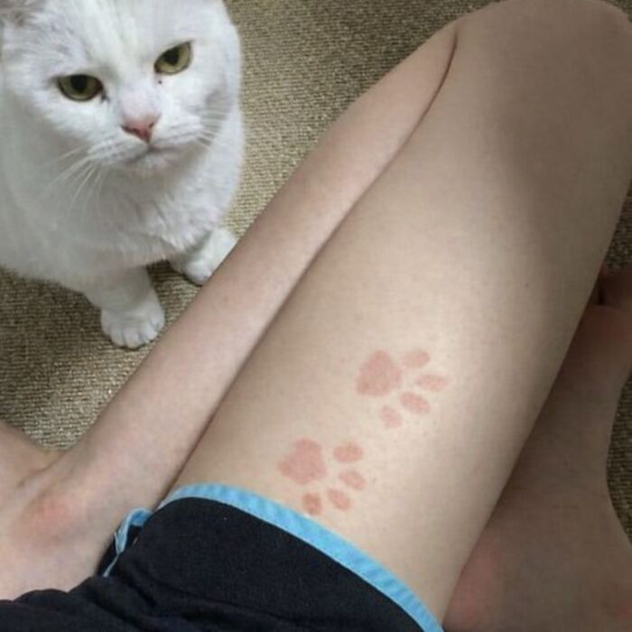 Let's Dive into 80 Hilarious Cat Pics That Perfectly Show Their Weird Side