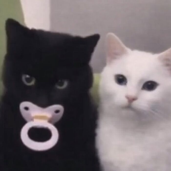 Let's Dive into 80 Hilarious Cat Pics That Perfectly Show Their Weird Side